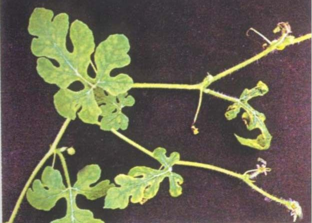 西瓜缺鈣怎么辦