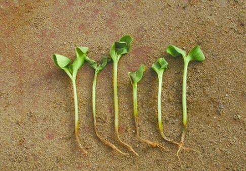 西瓜病害(二)西瓜苗期猝倒病死苗選土選種很關鍵