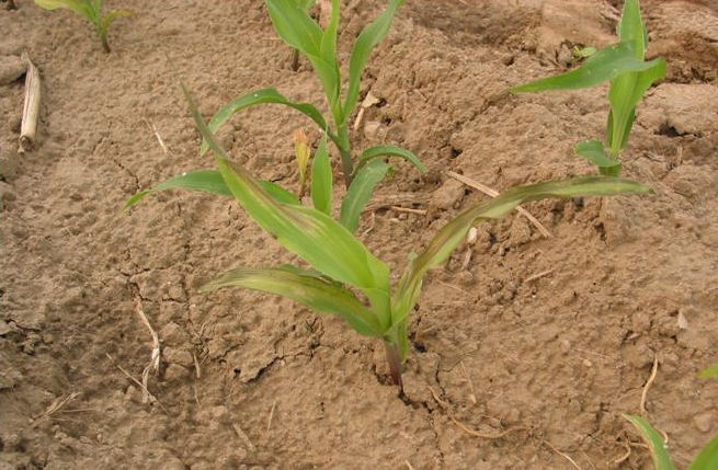 沖施肥頻繁土壤板結(jié)