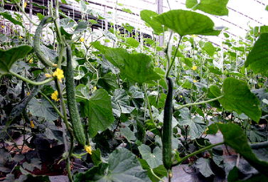 黃瓜沖施肥使用技巧