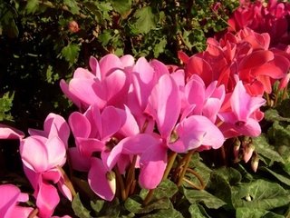 仙客來葉子發(fā)黃