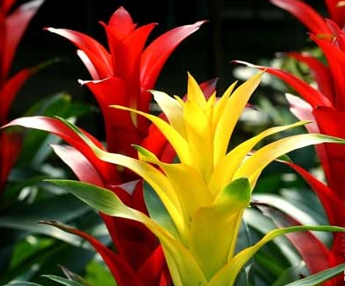 鳳梨花葉子發(fā)黃