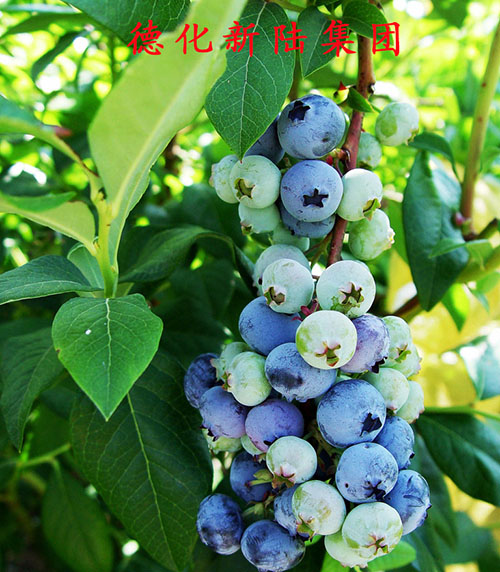 藍莓沖施肥 藍莓沖施肥