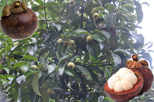 山竹結(jié)果樹 山竹結(jié)果樹