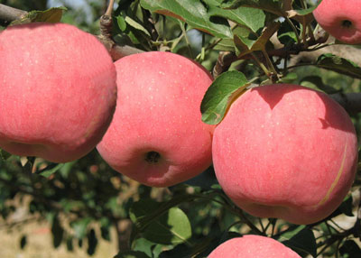 蘋(píng)果色澤好 蘋(píng)果色澤好