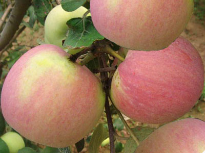 蘋(píng)果上色不好 蘋(píng)果上色不好