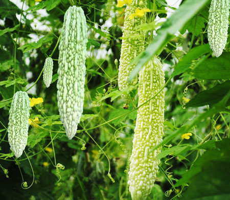 苦瓜追肥技術 苦瓜追肥技術