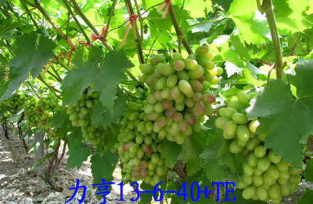 力亨沖施肥效果 力亨沖施肥效果