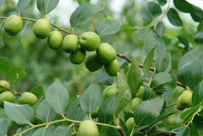 棗樹幼果期 棗樹幼果期