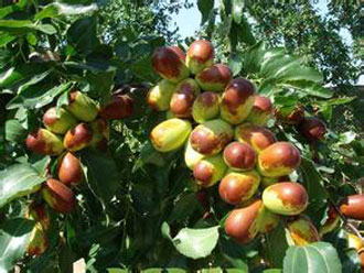 棗樹成熟期 棗樹成熟期