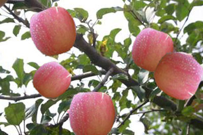 蘋果膨果期 蘋果膨果期