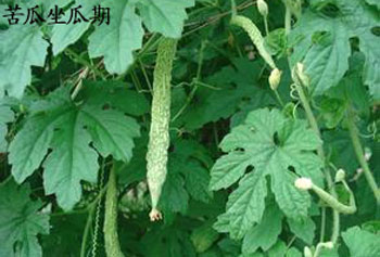 苦瓜坐瓜期 苦瓜坐瓜期