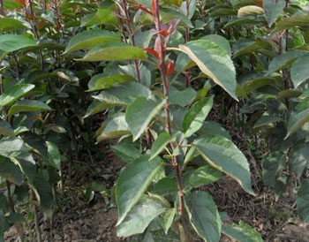 蘋果樹幼苗 蘋果樹幼苗