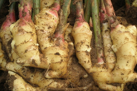 大姜沖施肥施用三大建議 大姜沖施肥施用三大建議