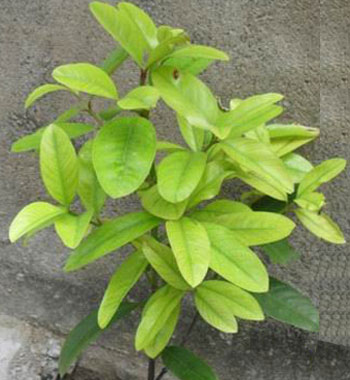 山竹幼苗 山竹幼苗