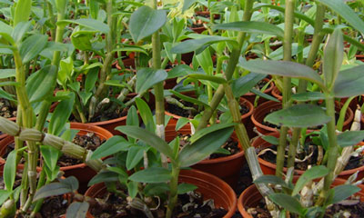 盆栽鐵皮石斛 盆栽鐵皮石斛