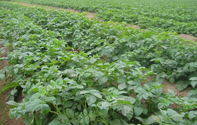 馬鈴薯果期施肥 馬鈴薯果期施肥