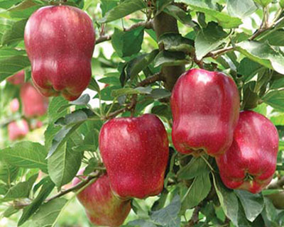 蘋果增施鈣肥 蘋果增施鈣肥