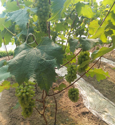 葡萄膨大期施肥 葡萄膨大期施肥