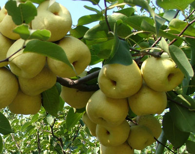 雪梨膨大期沖施肥選擇 雪梨膨大期沖施肥選擇