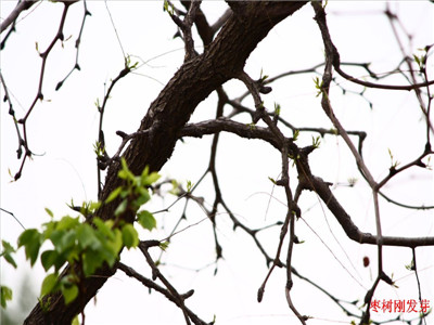 棗樹發(fā)芽 棗樹發(fā)芽