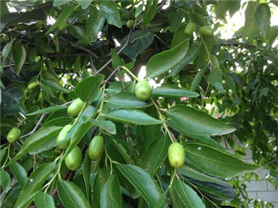 棗樹結(jié)果 棗樹結(jié)果