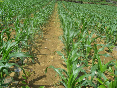 玉米苗期施用沖施肥 玉米苗期施用沖施肥