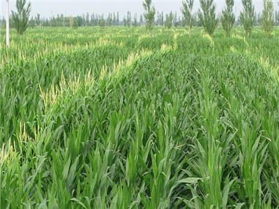 玉米拔節(jié)期至開花期施用沖施肥 玉米拔節(jié)期至開花期施用沖施肥