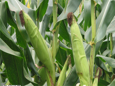 玉米接穗施用沖施肥 玉米接穗施用沖施肥