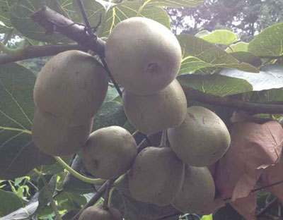 獼猴桃成熟期 獼猴桃成熟期