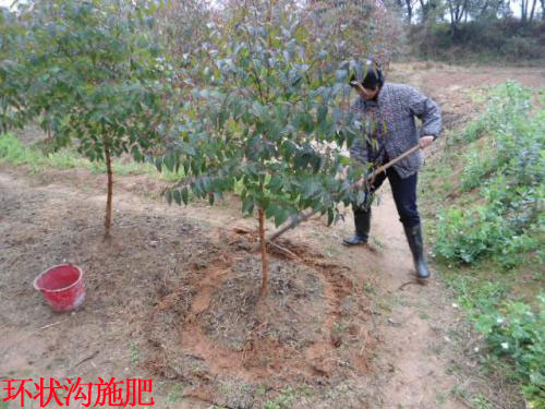 苗木撒施肥料 苗木撒施肥料
