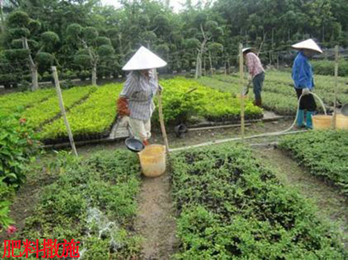 苗木環(huán)狀溝施肥 苗木環(huán)狀溝施肥