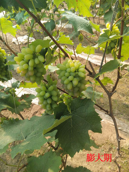 葡萄膨大期 葡撻膨大期