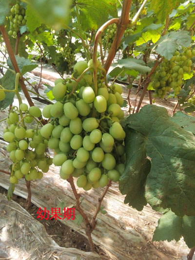 葡萄幼果期 葡萄幼果期