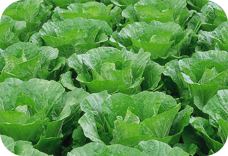 散葉白菜 散葉白菜