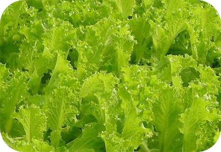 生菜缺氮 生菜缺氮