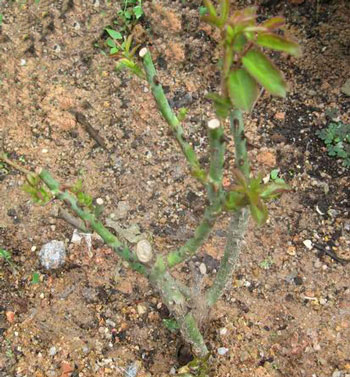 玫瑰花發(fā)芽期 玫瑰花發(fā)芽期