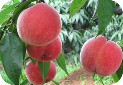 桃樹(shù)沖施肥使用技術(shù) 桃樹(shù)沖施肥使用技術(shù)