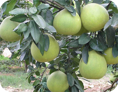 蜜柚種植 蜜柚種植
