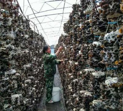 木耳采收 木耳采收