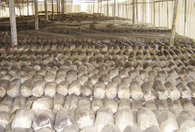 木耳營(yíng)養(yǎng)料 木耳營(yíng)養(yǎng)料