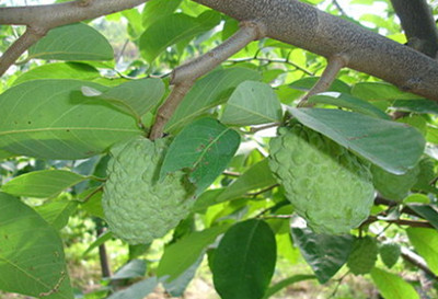 釋迦果沖施肥使用技術(shù) 釋迦果沖施肥使用技術(shù)