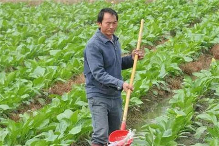 大棚蔬菜沖施肥選用 大棚蔬菜沖施肥選用