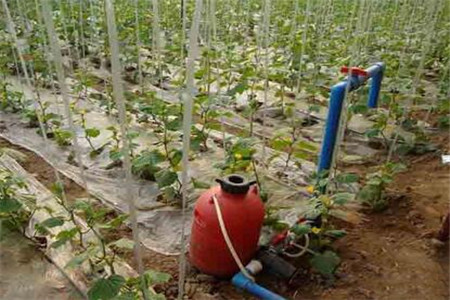 蔬菜沖施肥用法 蔬菜沖施肥用法