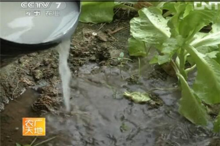 大棚蔬菜沖施肥使用注意 大棚蔬菜沖施肥使用注意