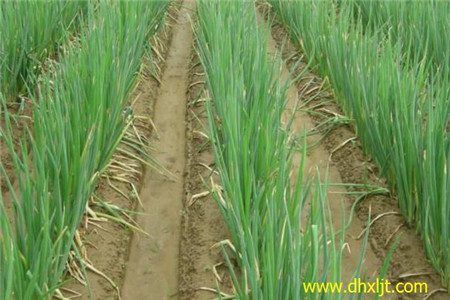 大蔥沖施肥選擇 大蔥沖施肥選擇