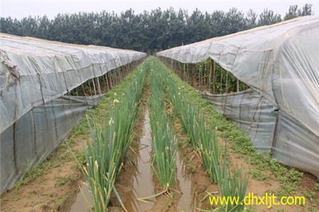 大蔥沖施肥使用注意 大蔥沖施肥使用注意