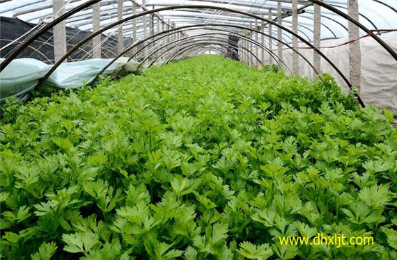 芹菜黃葉原因 芹菜黃葉原因