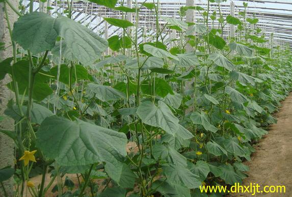 黃瓜沖施肥用法 黃瓜沖施肥用法