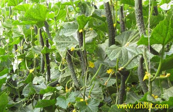 黃瓜沖施肥施用注意 黃瓜沖施肥施用注意